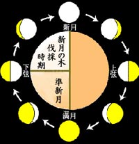 月の動きと新月伐採の時期