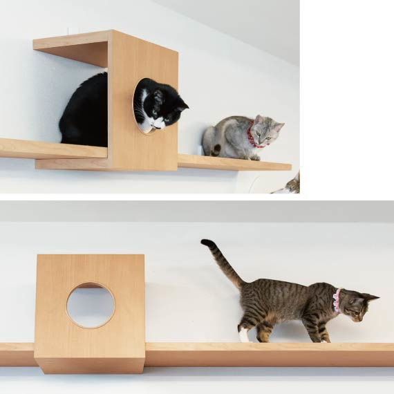 ねこちゃんの運動不足解消に「ねこルート/ねこボックス」
